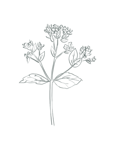 Bloem Bloei Gent