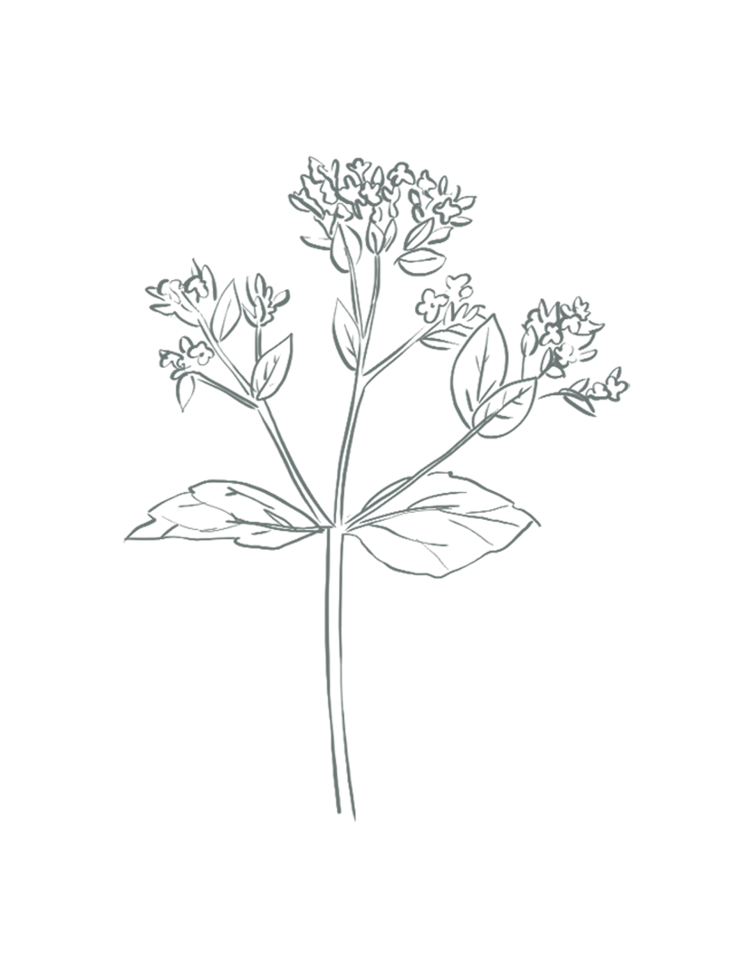 Bloem Bloei Gent